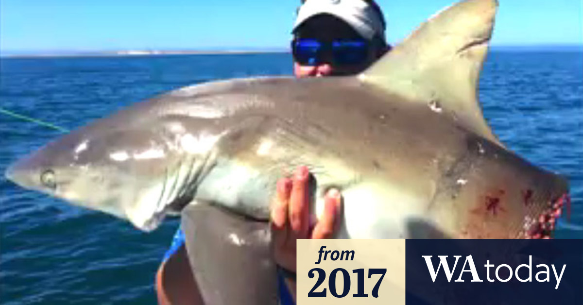 Video Shark bites shark in half off Exmouth